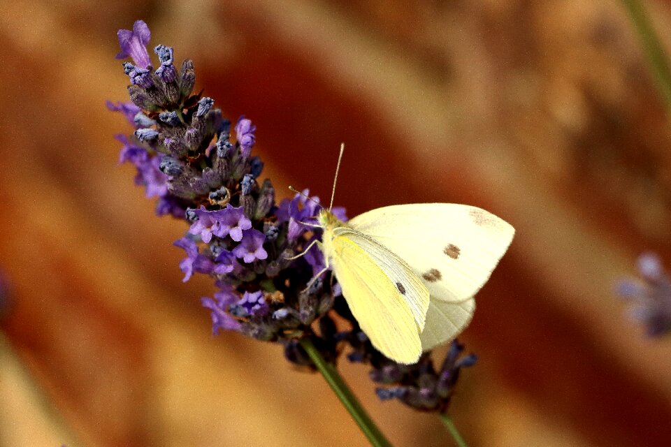 Butterfly white insect