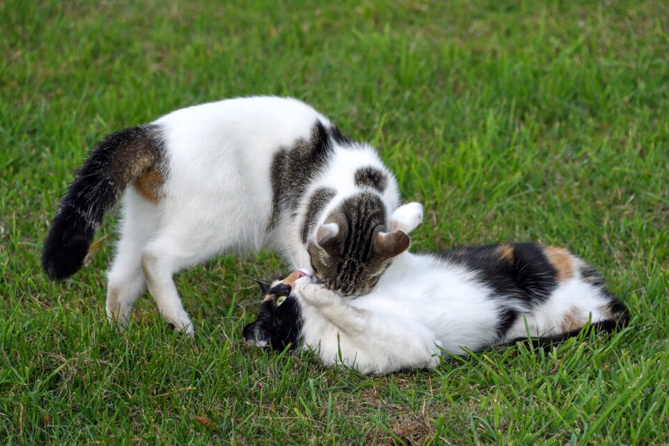 Two cats play grass