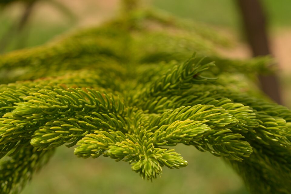 Photography macro photography nature
