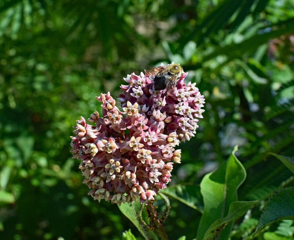 Blossom bloom plant