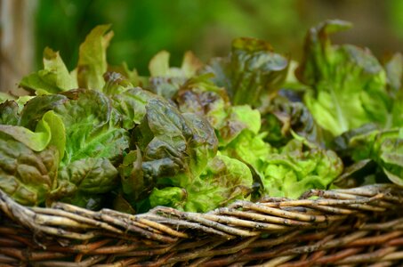 Fresh healthy lettuce
