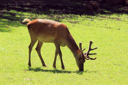 Wild wildlife park hellental