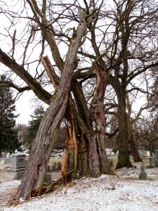 Broken tree, Mt. Lebanon Cemetery, 2021-01-29, 02