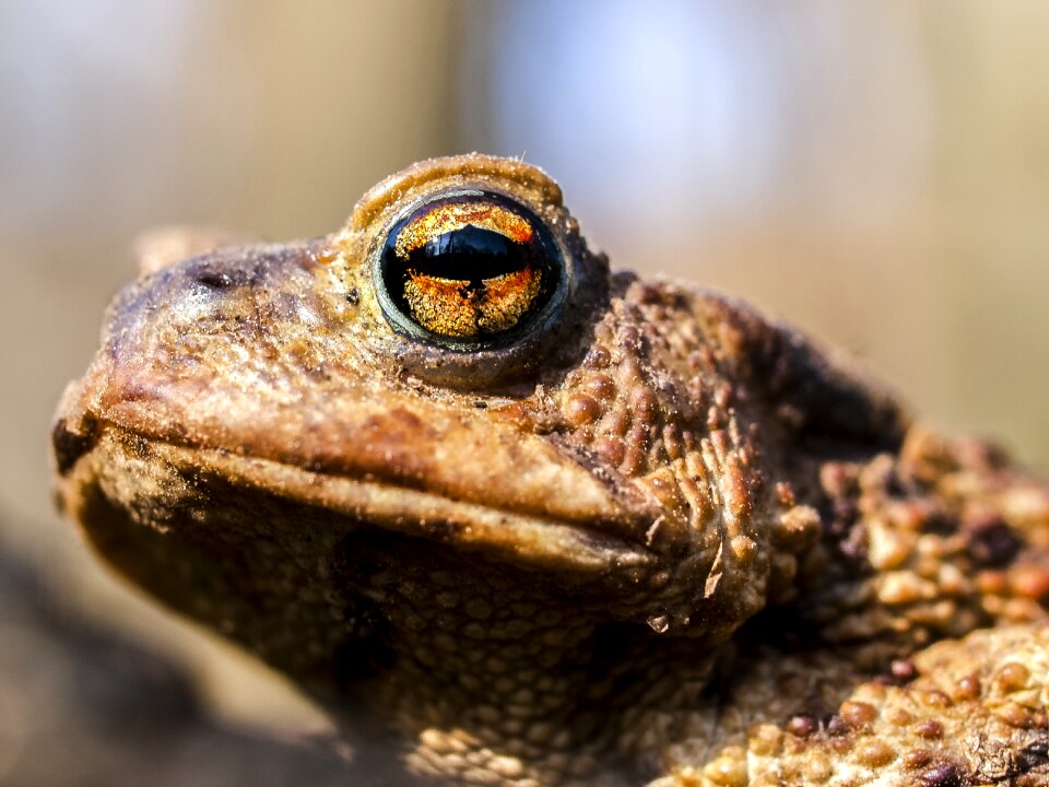 Amphibians nature animal