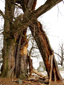 Broken tree, Mt. Lebanon Cemetery, 2021-01-29, 03 photo