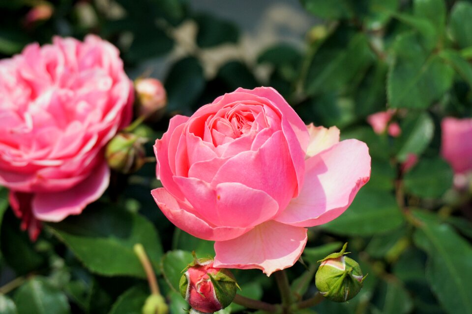 Bloom pink rose rose blooms