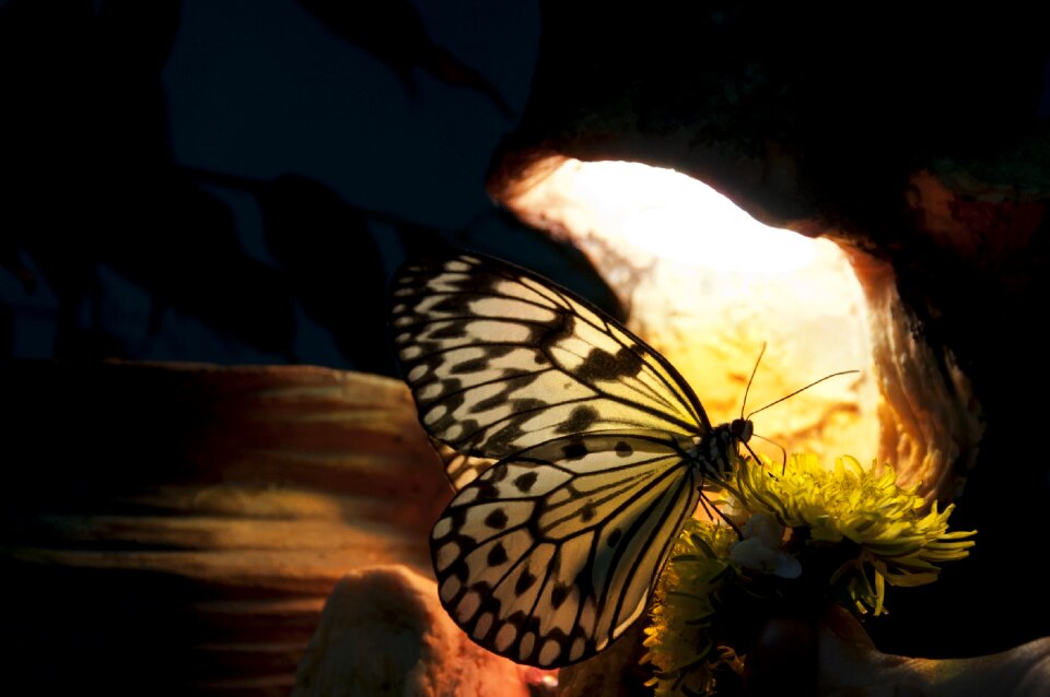 Tropical big play of light