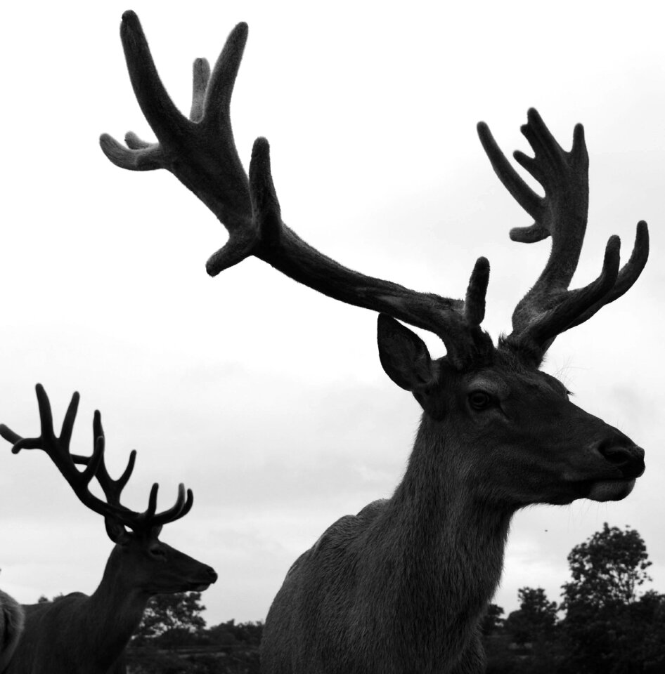 Red deer crossed with wapiti stag