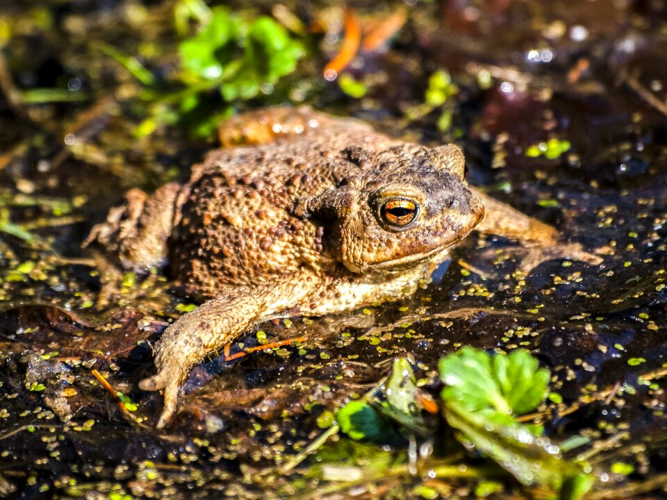 Amphibians nature animal