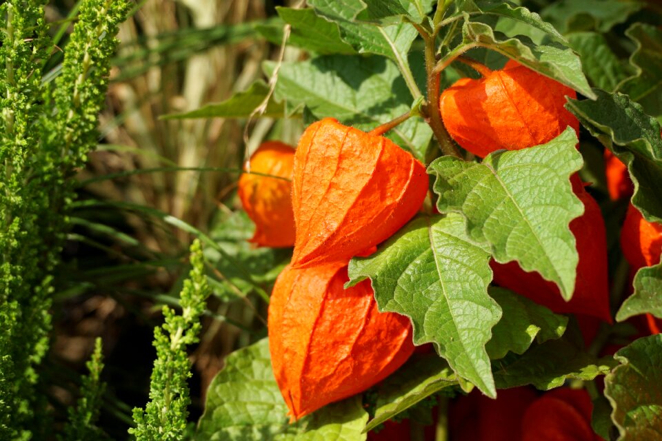 Orange flora ornamental plant
