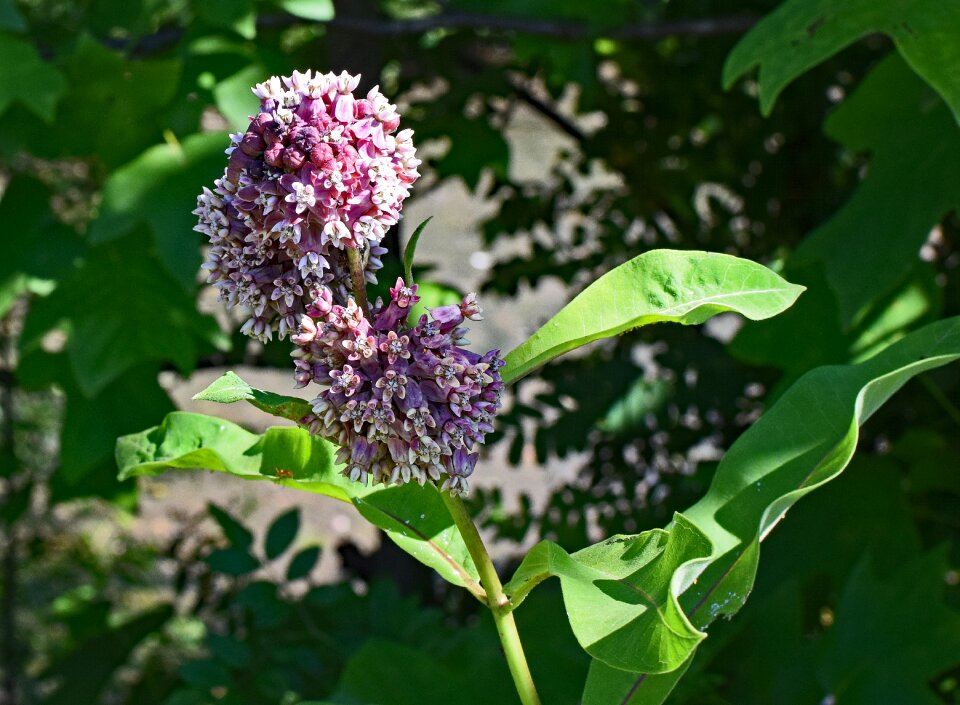 Bloom plant nature