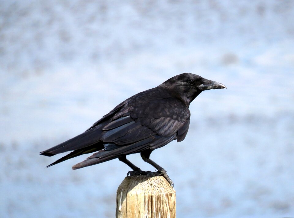 Birding birdwatching bird