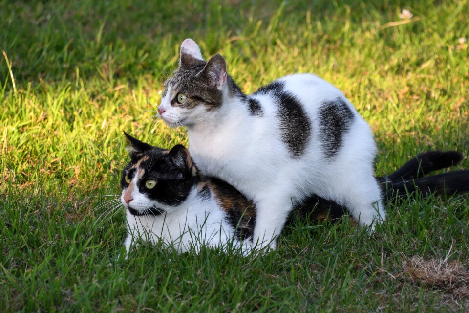 Two cats play grass