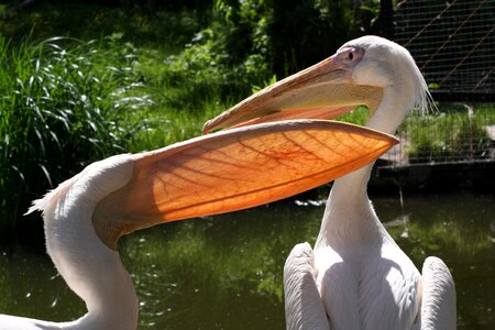 Zoo animal animal world