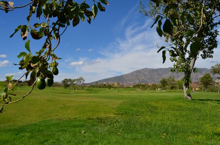 Avocado spain santana