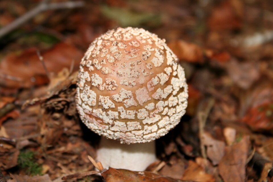 Perlpilz disc fungus edible