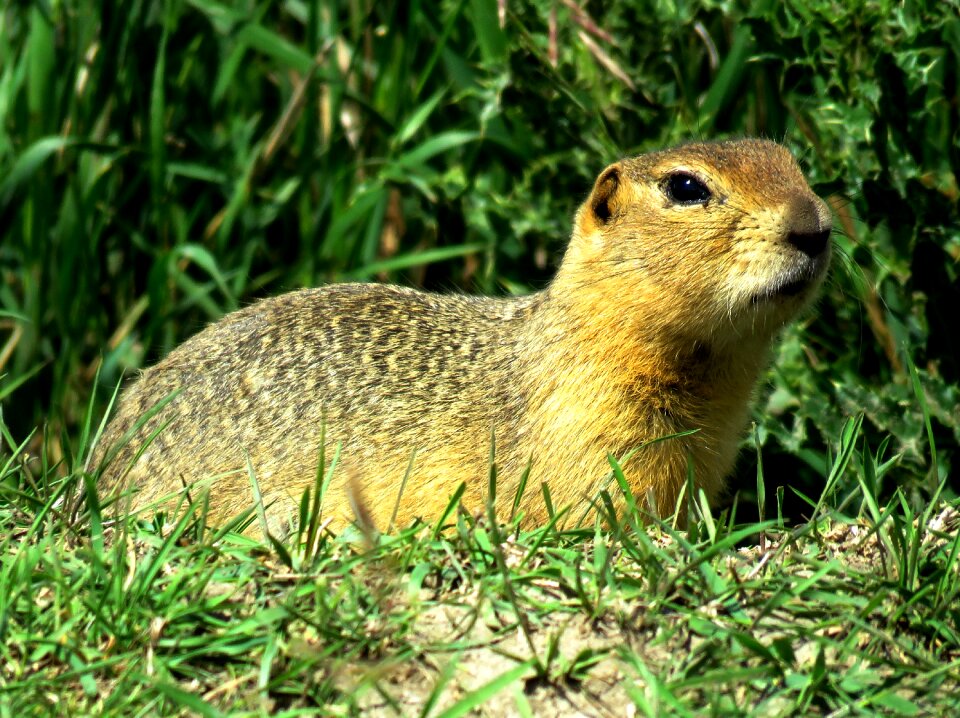 Prairie dog rodent wildlife