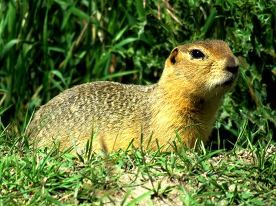 Prairie dog rodent wildlife