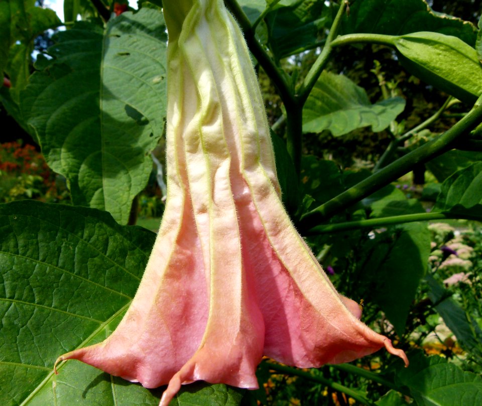 Brugmansia suavolens Parc floral