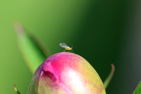 Fly closed insect