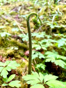 Brunnstaåsen naturreservat pteridophyta