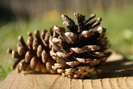 Pine cones wood seed