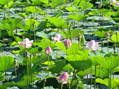 Natural water lily green