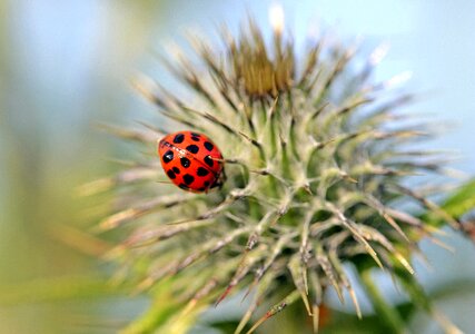 Lucky charm summer insect