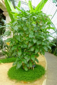 Brugmansia pittieri (Datura aurea) - Laeken Royal Greenhouses - Royal Castle of Laeken - Brussels, Belgium - DSC07435