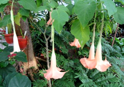Brugmansia versicolor - Talcott Greenhouse - Mount Holyoke College - DSC04504