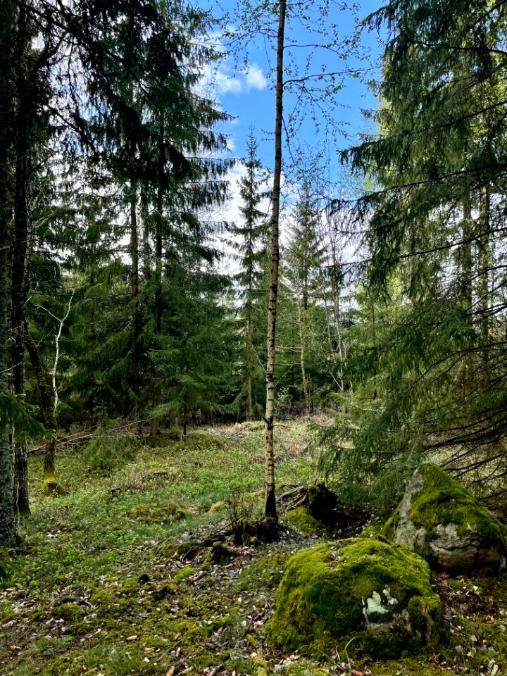 Brunnstaåsen naturreservat