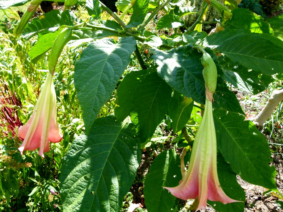 Brugmansia suavolens B