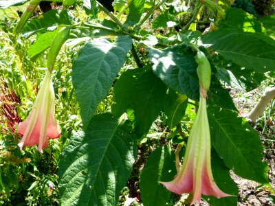 Brugmansia suavolens B