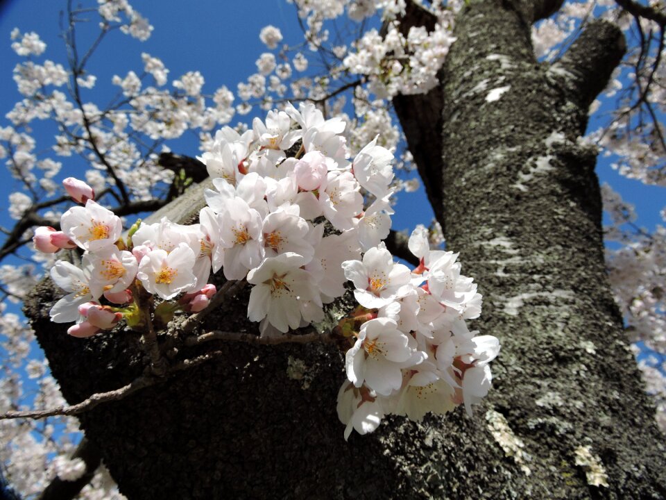 Cherry blossom viewing natural in full bloom