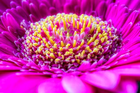 Nature plant purple flower