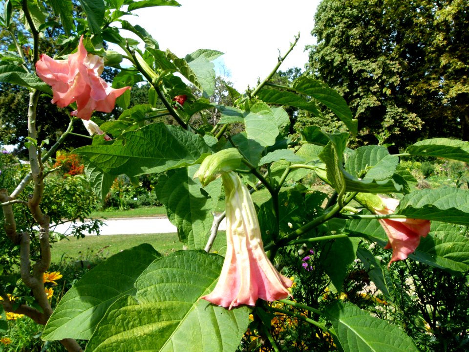 Brugmansia suavolens sur pied
