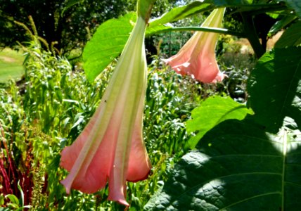 Brugmansia suavolens A