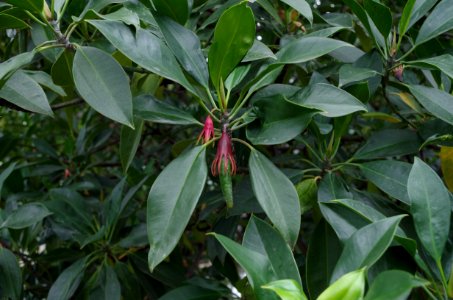 Bruguiera gymnorrhiza - Kew Gardens