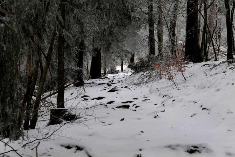 Brunhildispfad Großer Feldberg with snow 2021-04-06 18