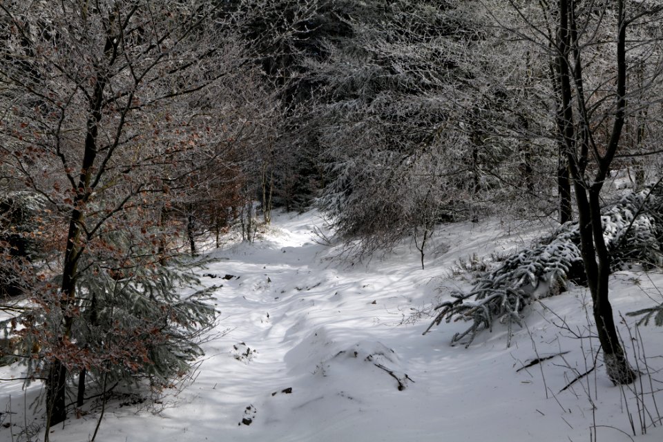 Brunhildispfad Großer Feldberg with snow 2021-04-06 13