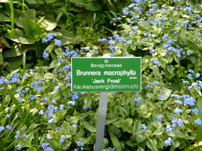 Brunnera-macrophylla-1 photo
