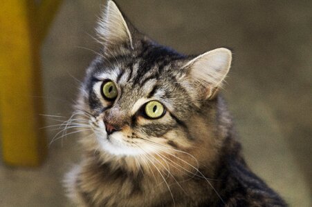 Feline tabby cat cat eyes photo