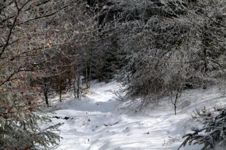 Brunhildispfad Großer Feldberg with snow 2021-04-06 12