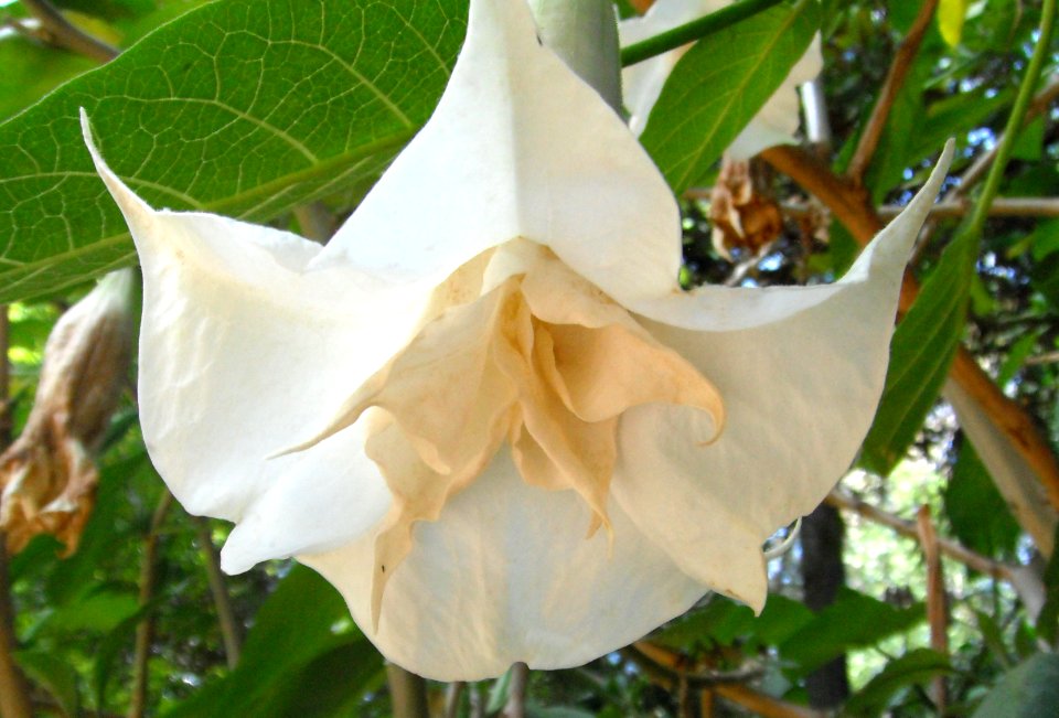 Brugmansia in Adelaide