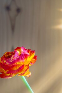 Petals blossom bloom