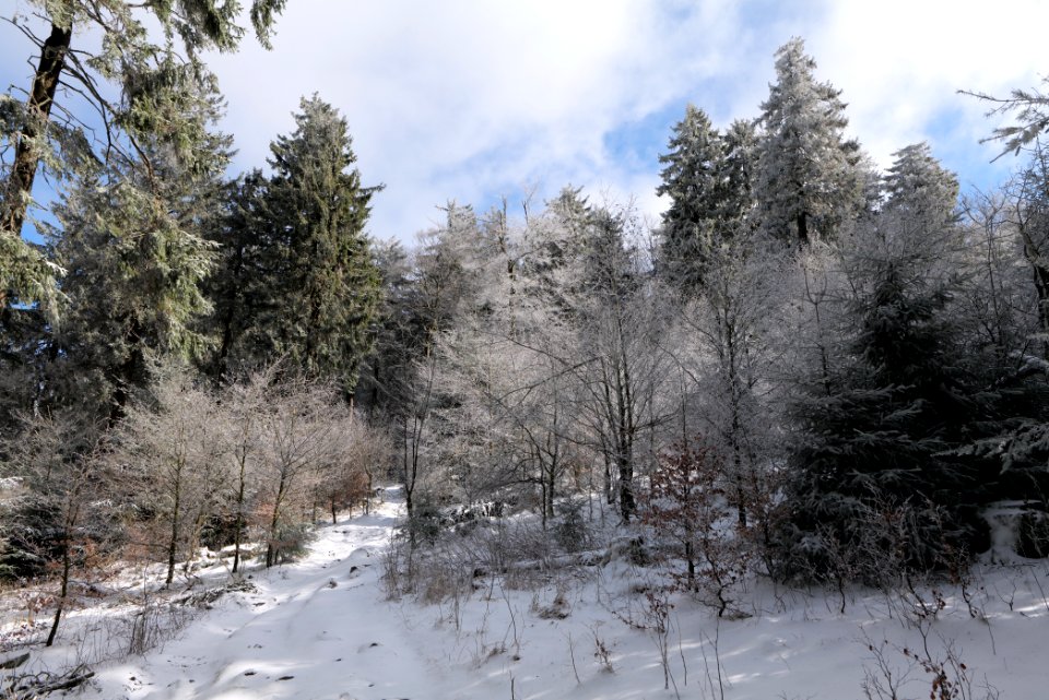 Brunhildispfad Großer Feldberg with snow 2021-04-06 11
