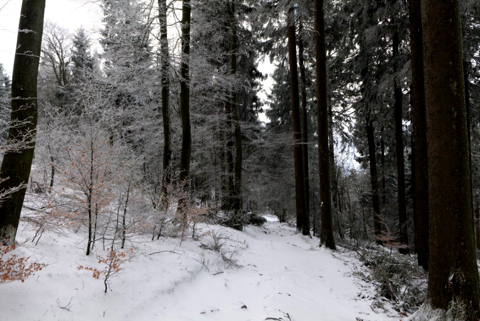 Brunhildispfad Großer Feldberg with snow 2021-04-06 21