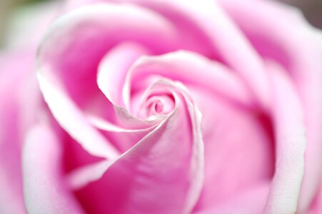 Bloom rose bloom floribunda