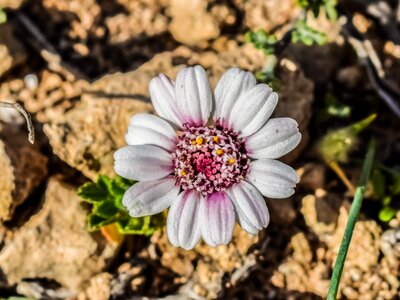 Nature spring flower