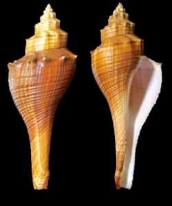 Brunneifusus carinifer (Habe & Kosuge, 1966) - BioLib.cz